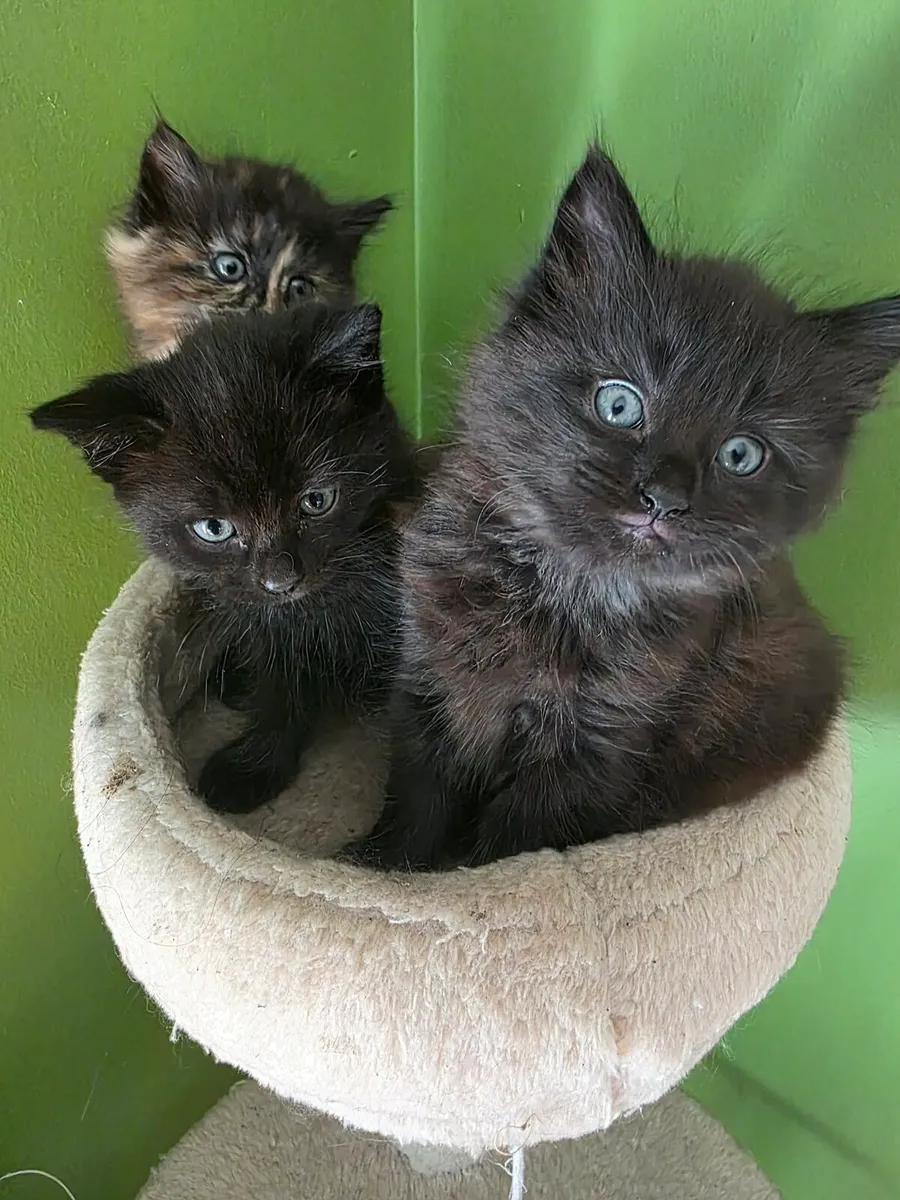 Kitten - Image 1
