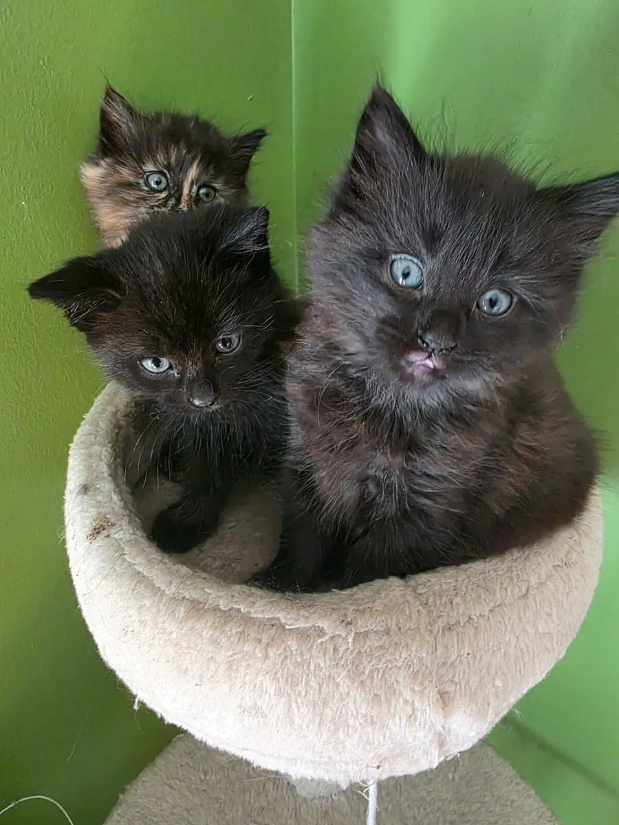 Kitten - Image 2