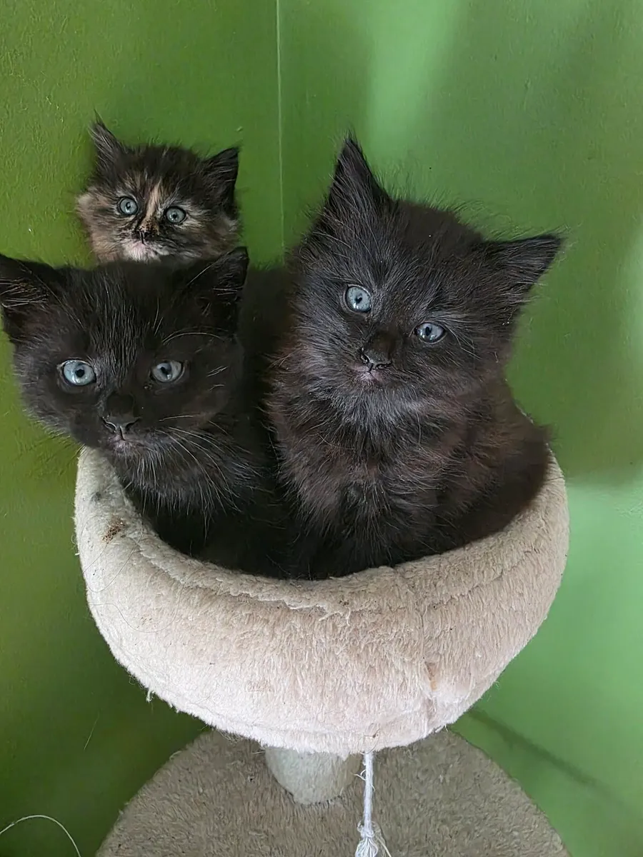 Kitten - Image 3