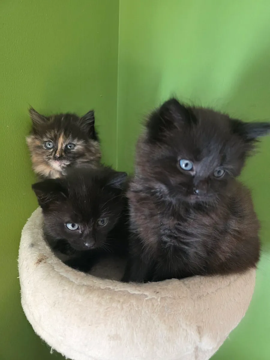 Kitten - Image 4