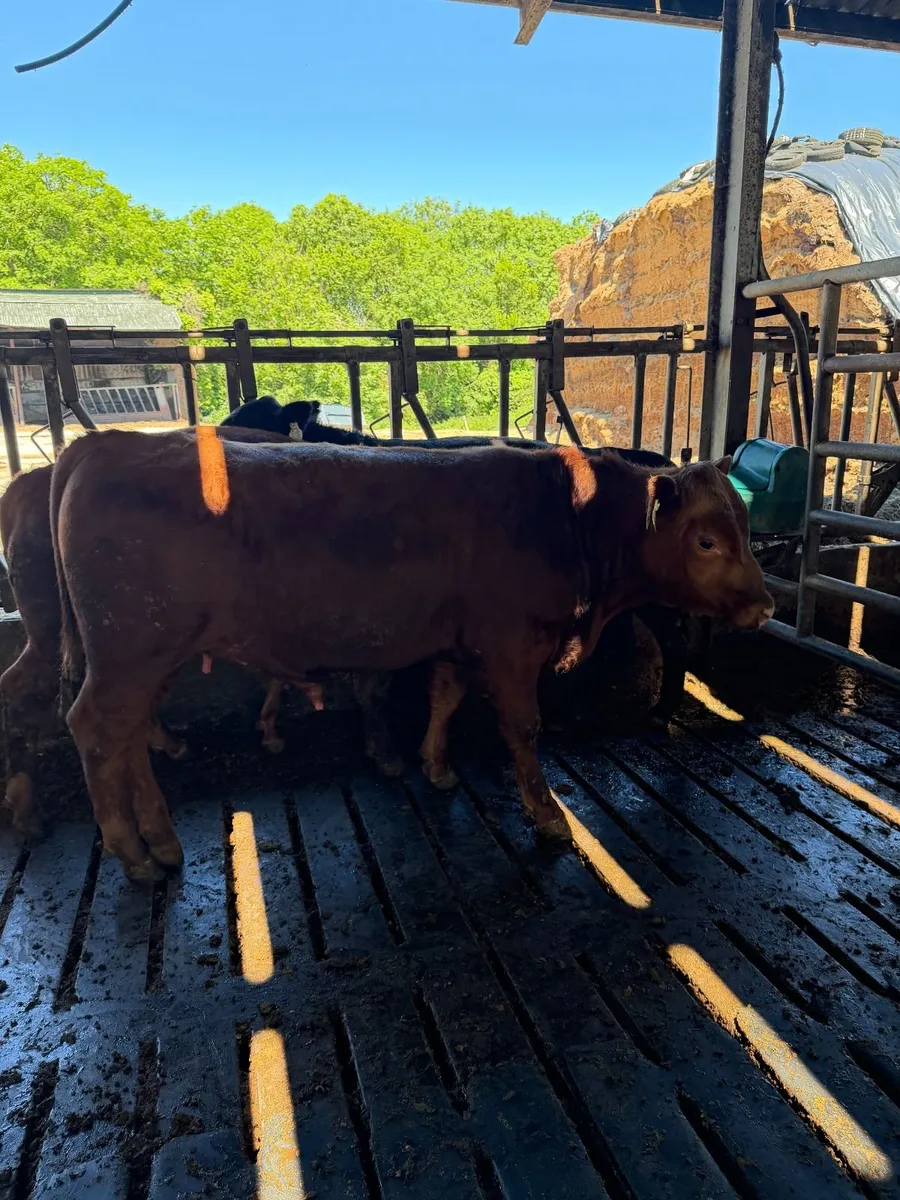 Pedigree Red Angus Bulls - Image 4