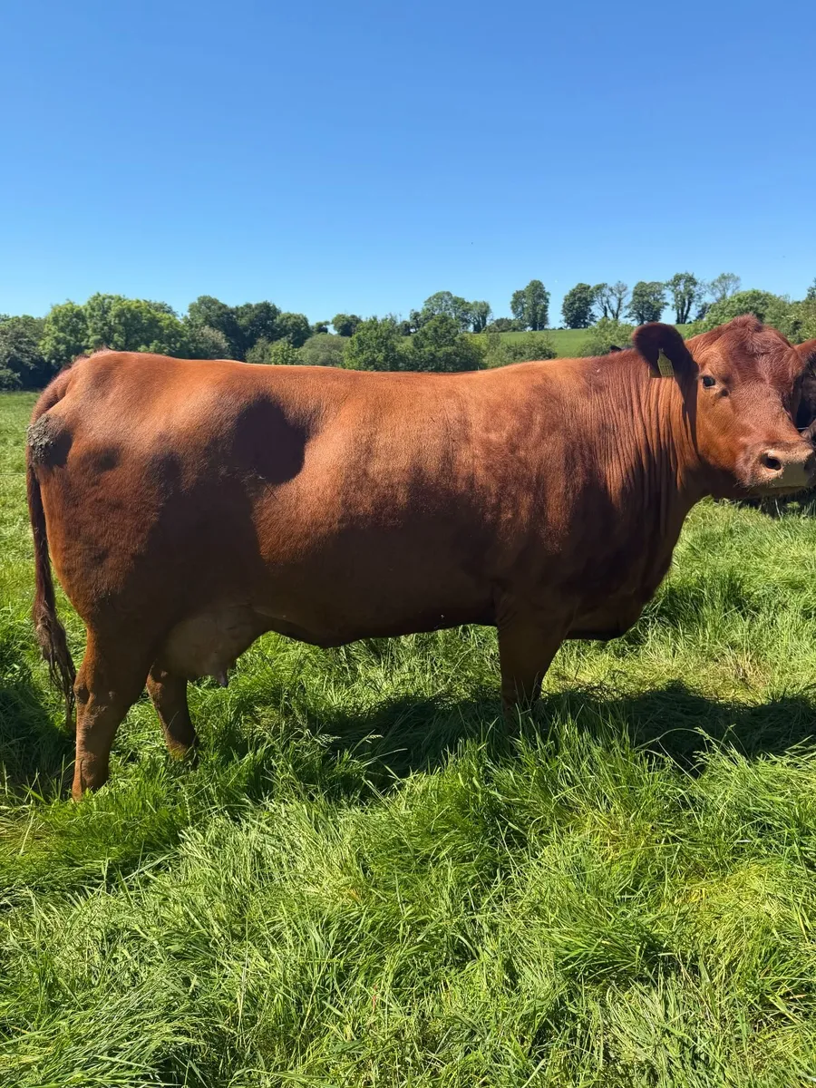 Pedigree Red Angus Bulls - Image 2