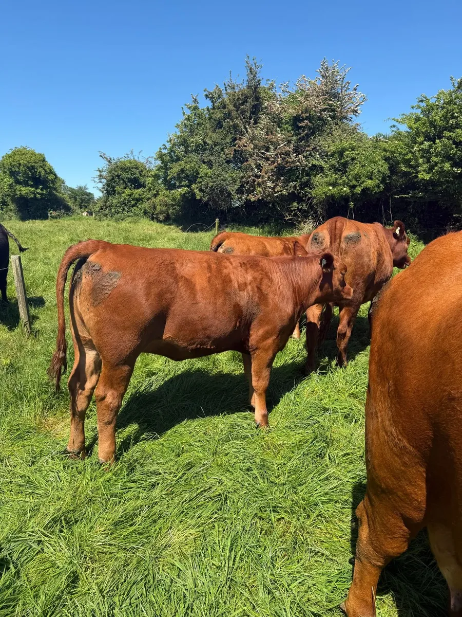 Pedigree Red Angus Bulls - Image 3