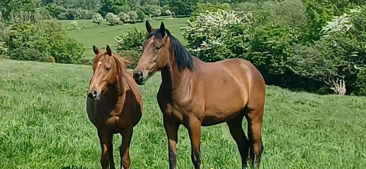 Irish Draught filly - Image 3