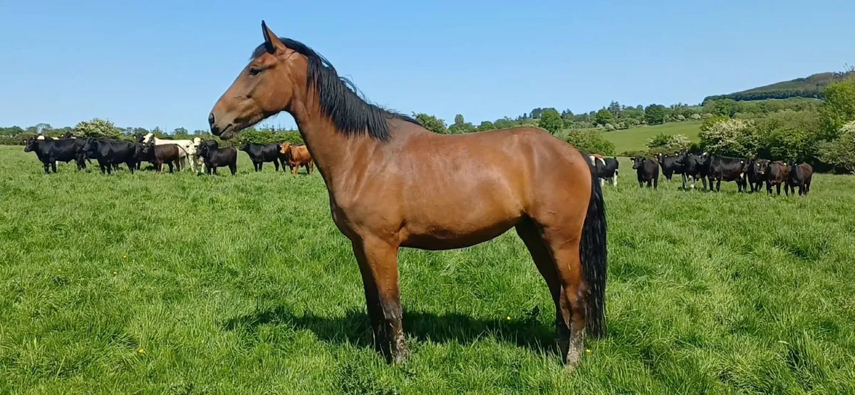 Irish Draught filly - Image 4