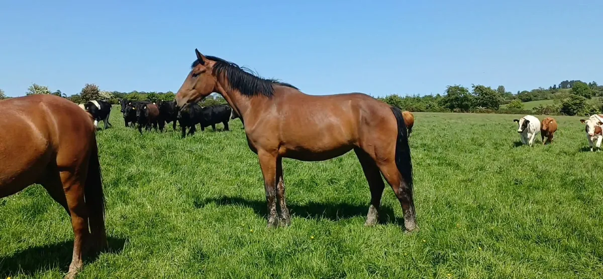 Irish Draught filly - Image 1