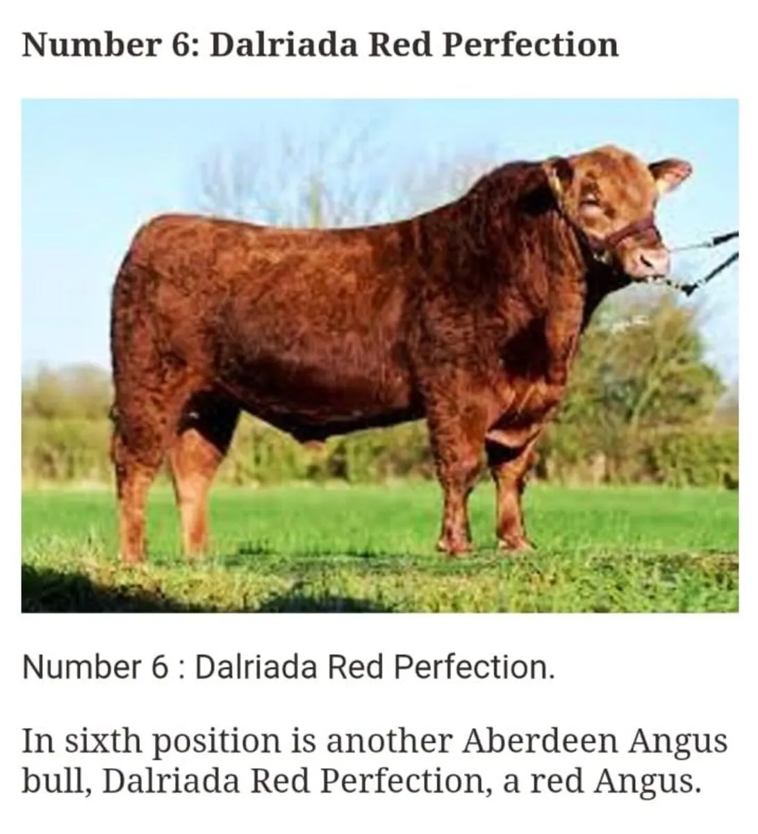 Pedigree Red Angus Bulls - Image 1