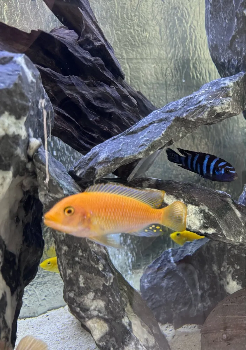 Cichlid free for a good home - Image 1