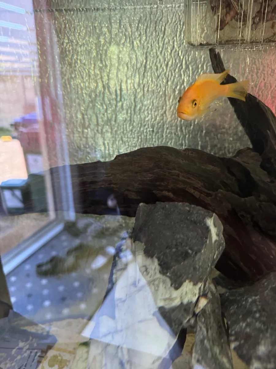 Cichlid free for a good home - Image 2
