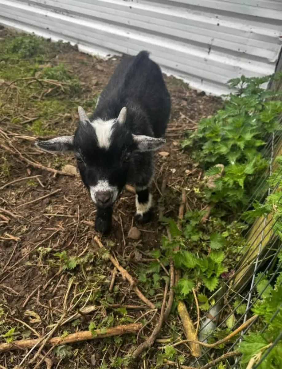 Pygmy goat