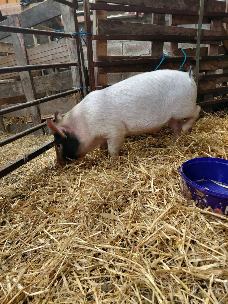 Young pig - Image 2