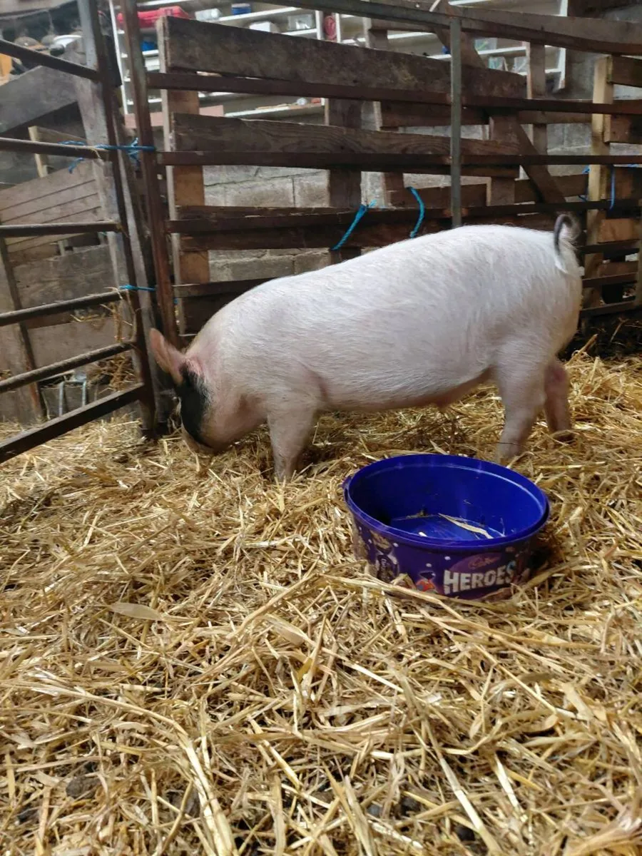Young pig - Image 3