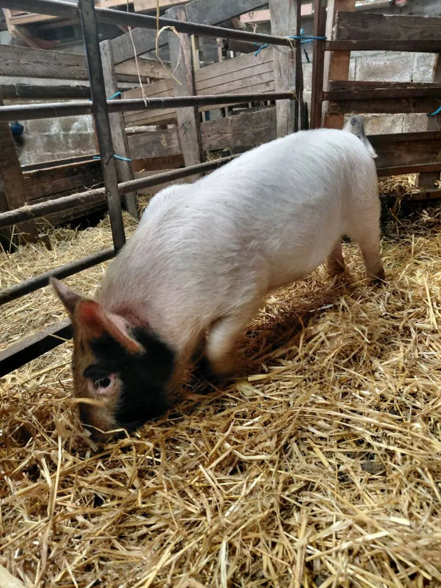 Young pig - Image 1