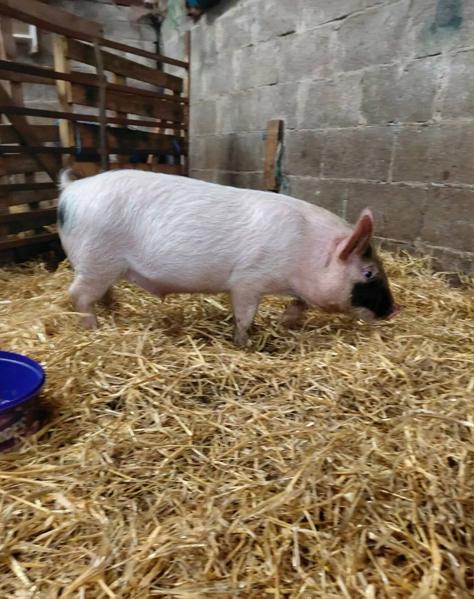 Young pig - Image 4