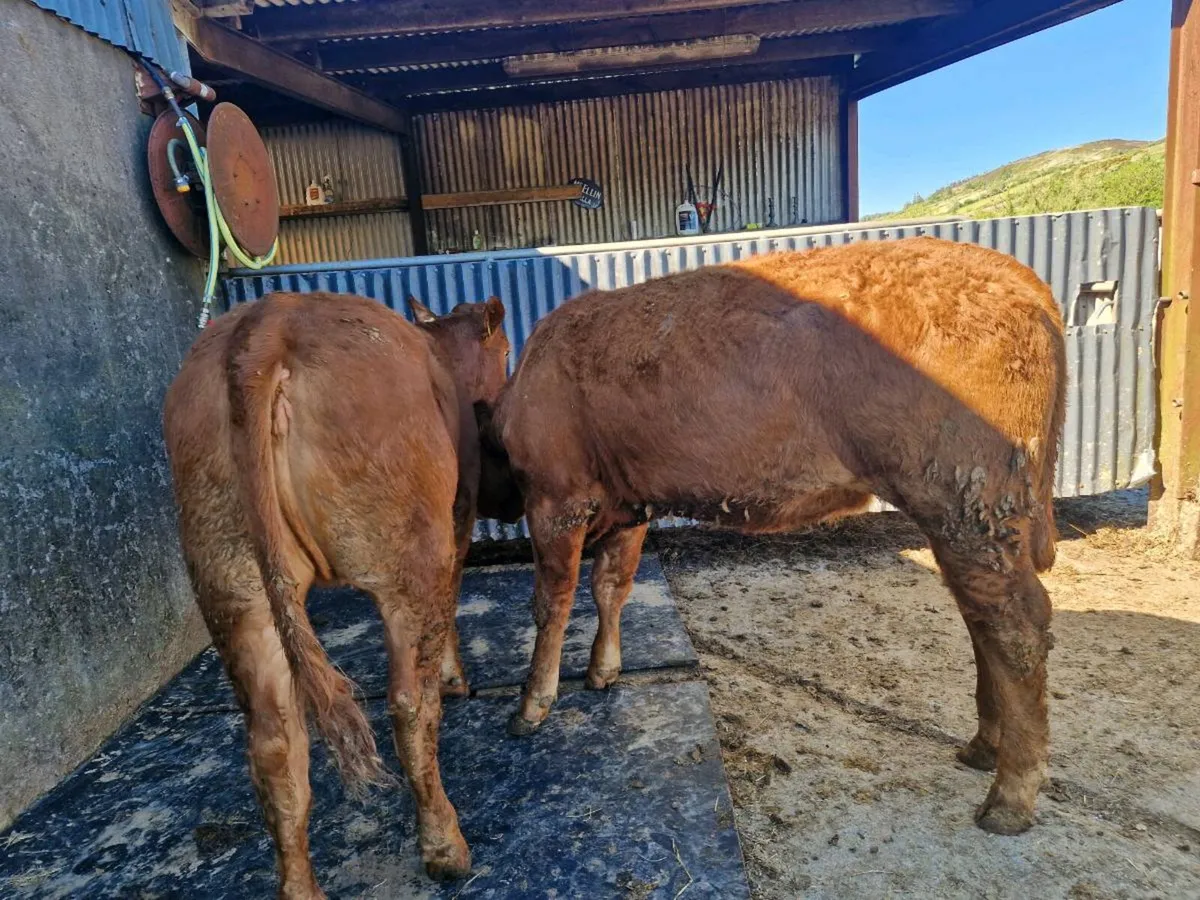 2 5 star Heifers - Image 2