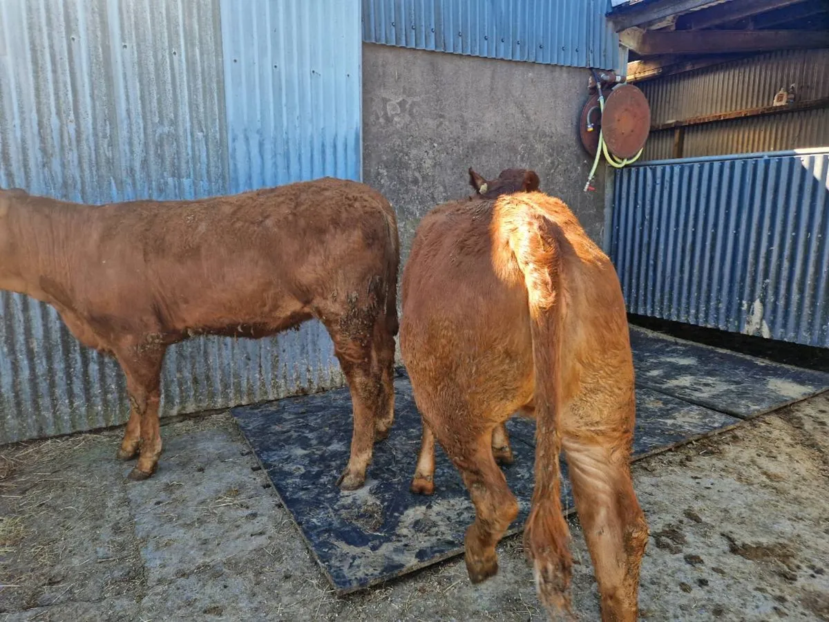 2 5 star Heifers - Image 3