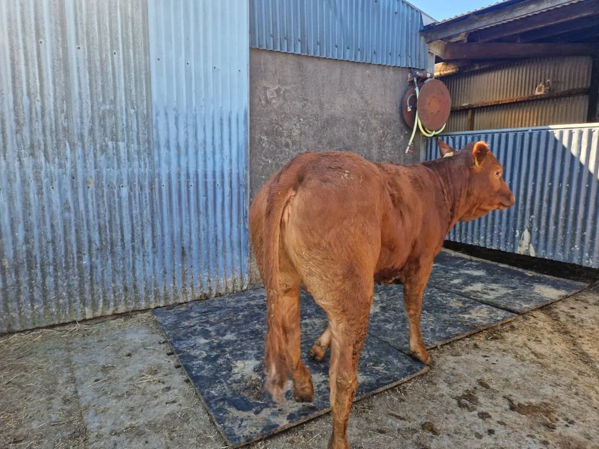2 5 star Heifers - Image 4