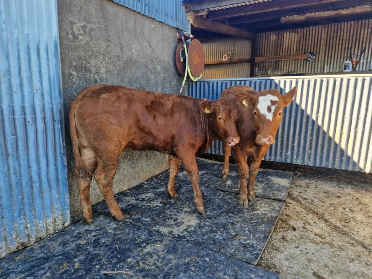 2 5 star Heifers - Image 1