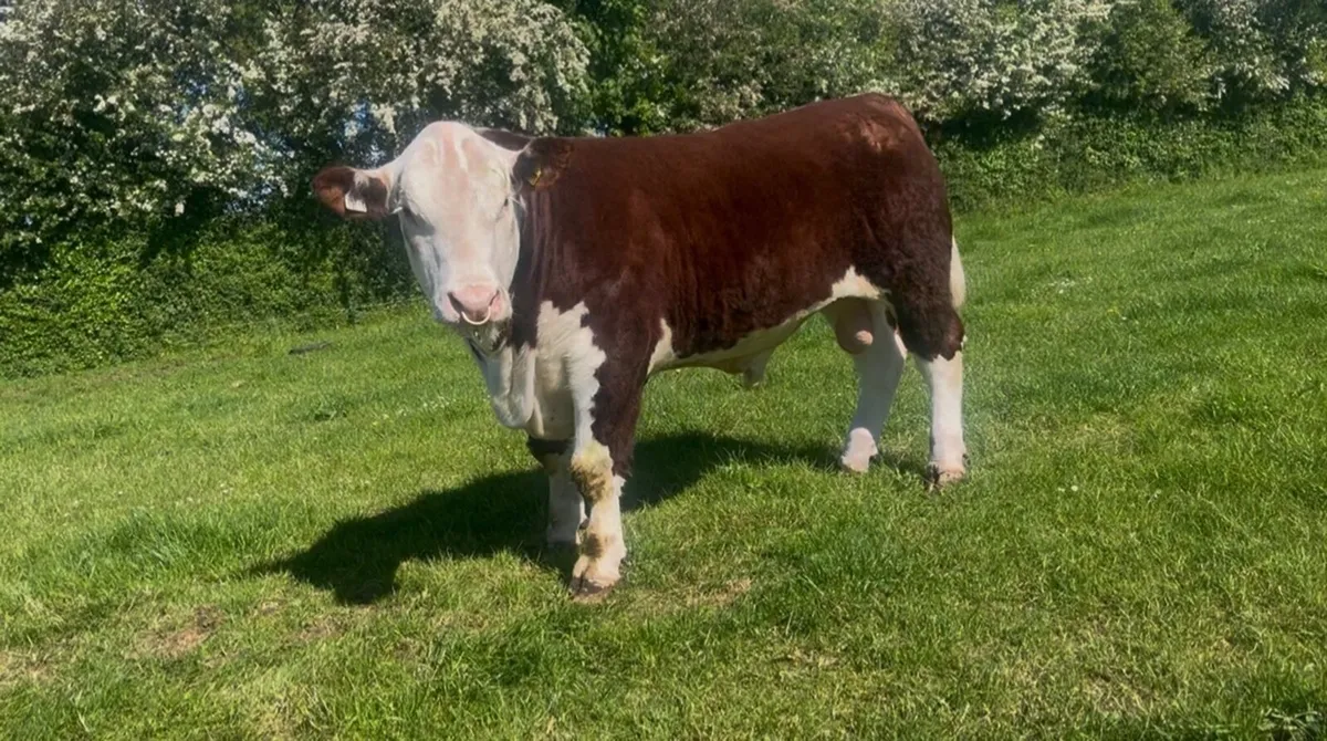 Pedigree Hereford Bull