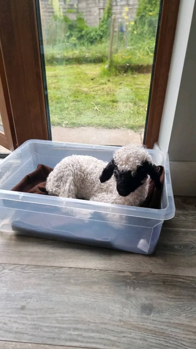 Pedigree Blacknose Valais Lambs - Image 1