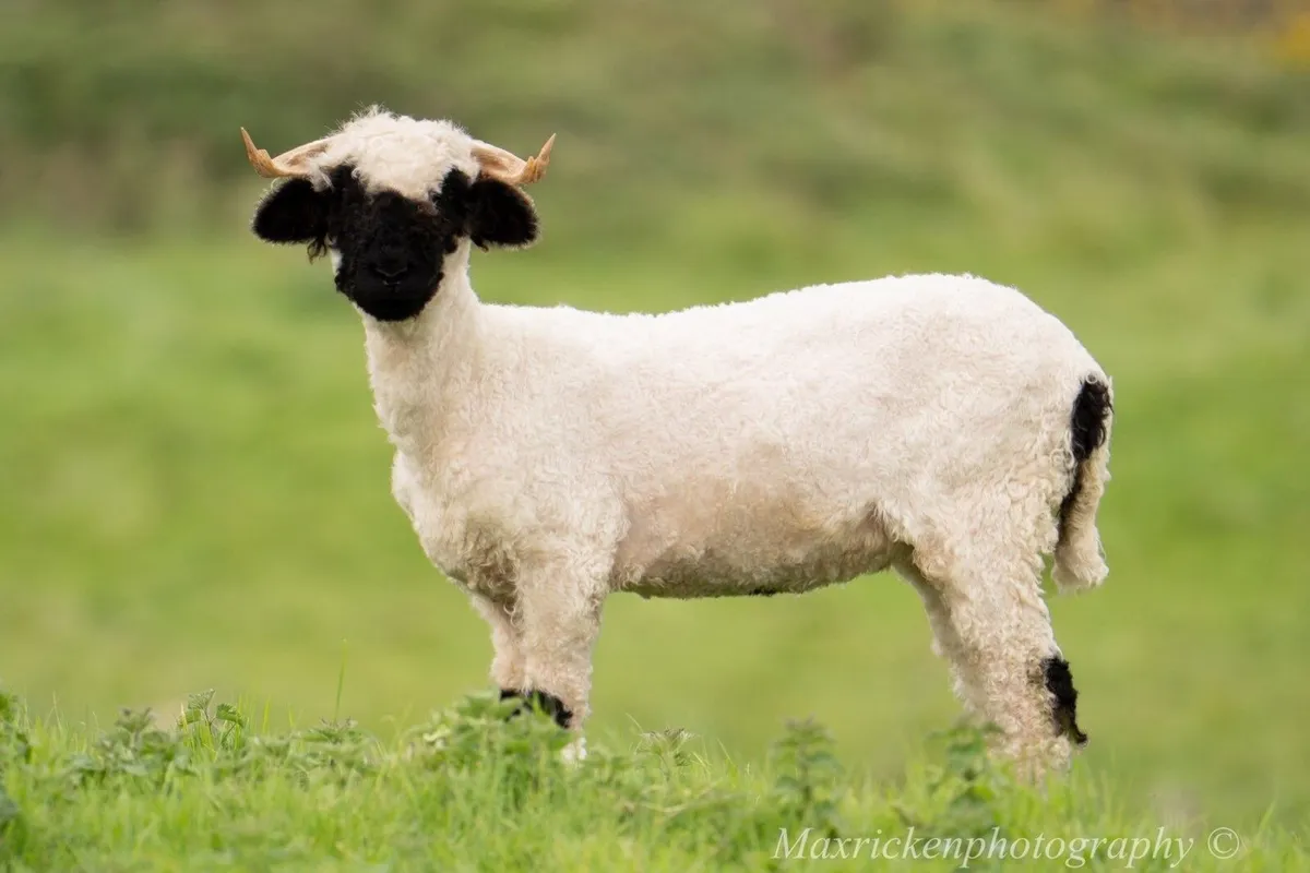 Pedigree Blacknose Valais Lambs - Image 2
