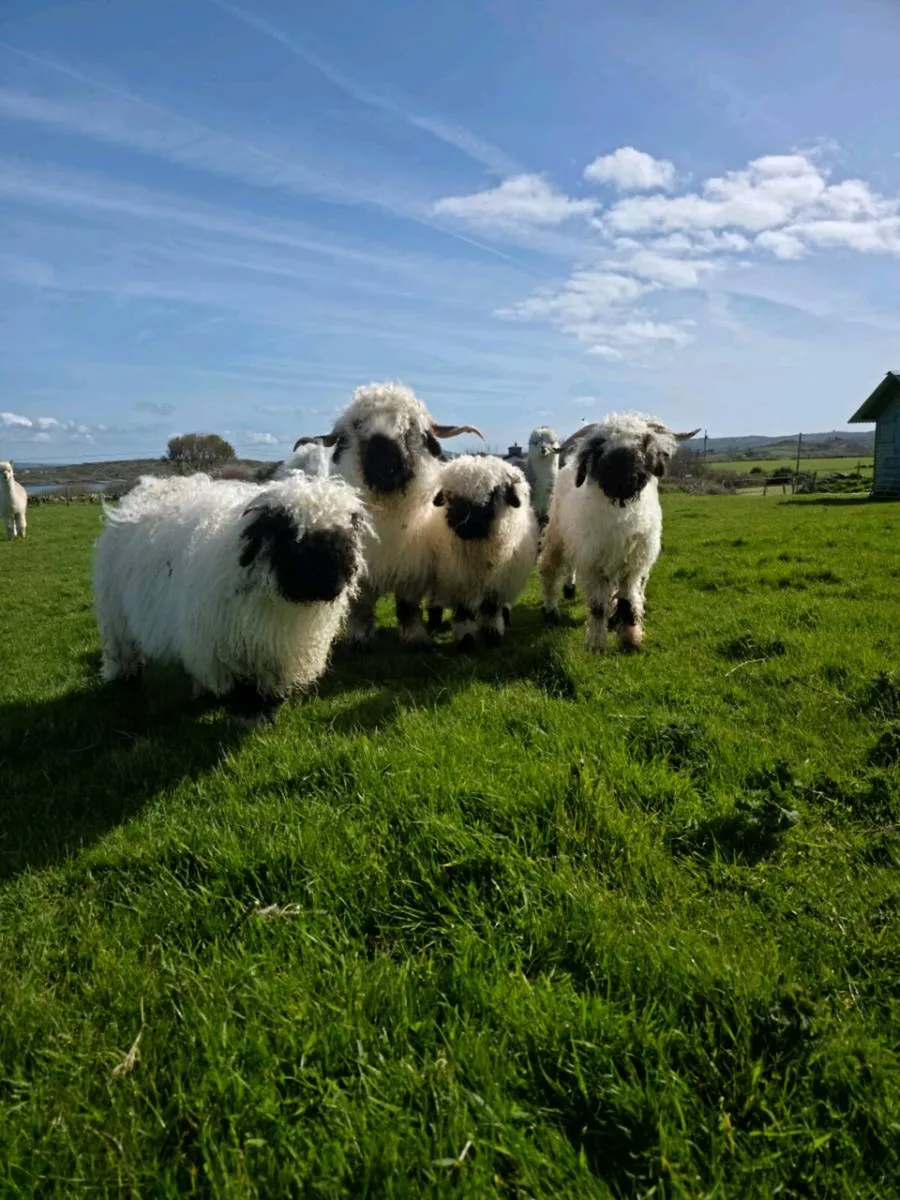 Pedigree Blacknose Valais Lambs - Image 3
