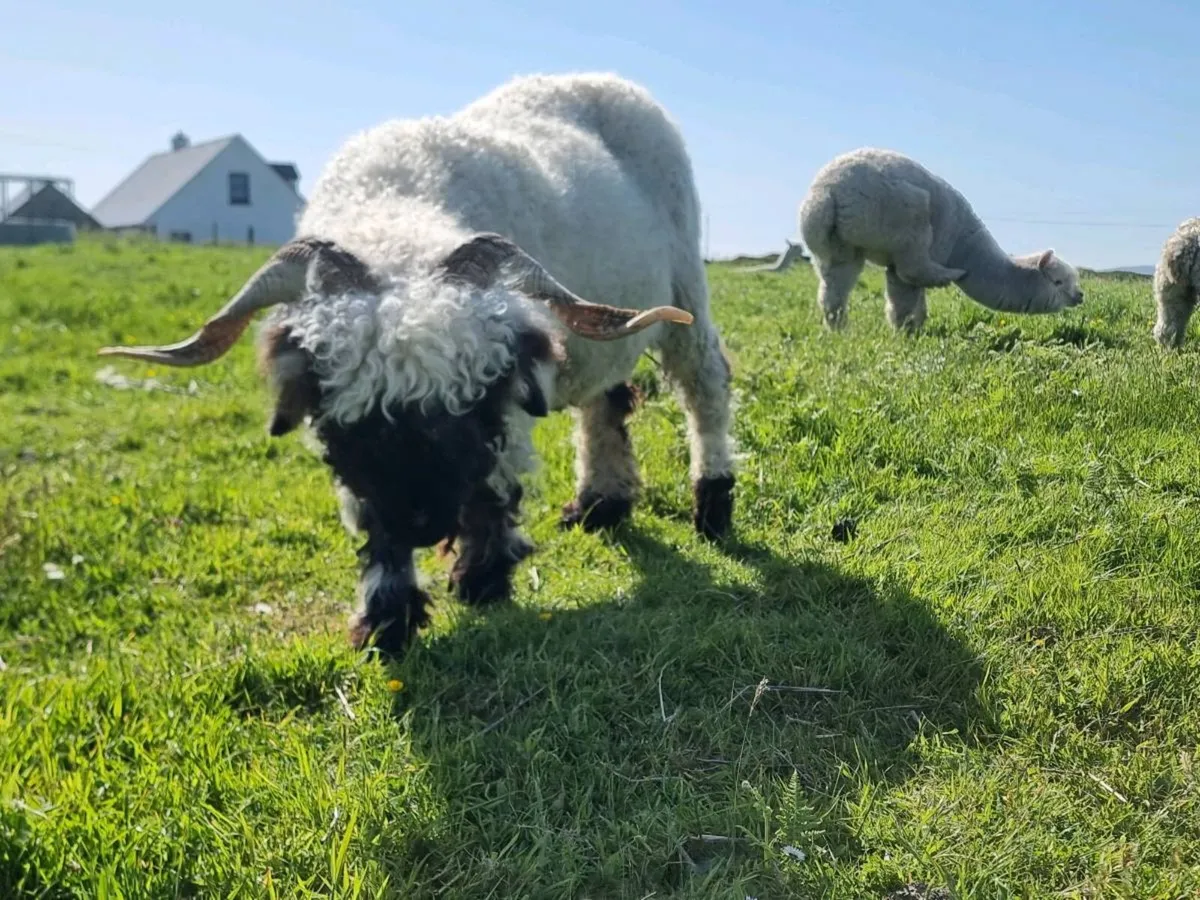 Pedigree Blacknose Valais Lambs - Image 1