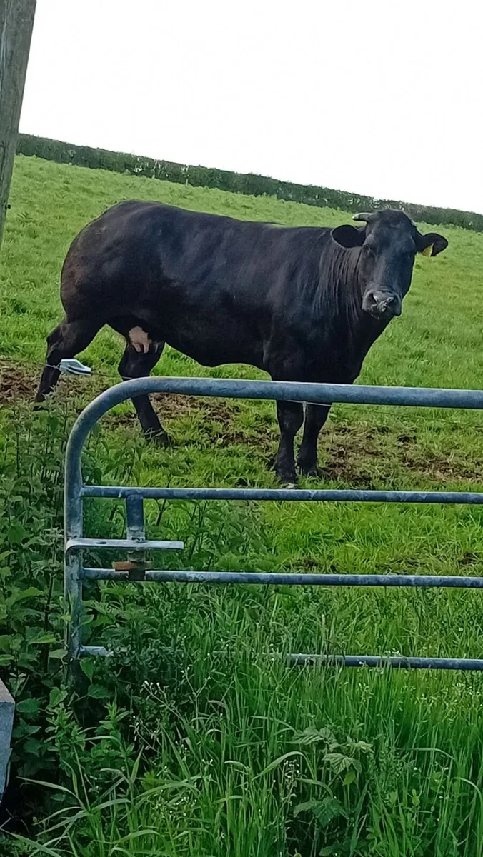 Super bullocks and cull cows ennis mart 28th - Image 2