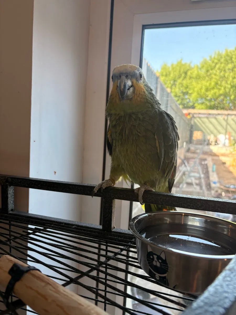 Amazon parrot cage + bird - Image 1