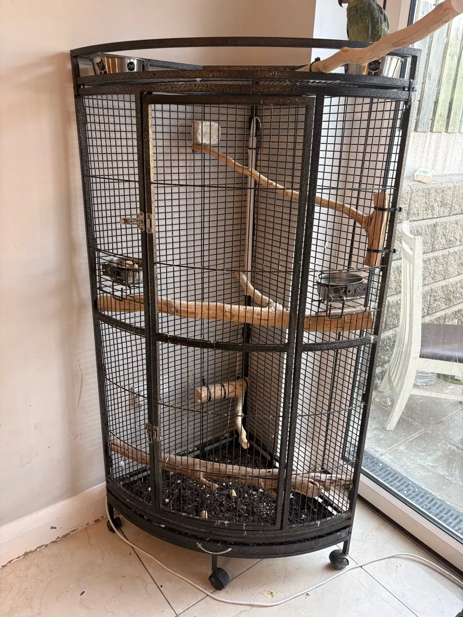 Amazon parrot cage + bird - Image 4