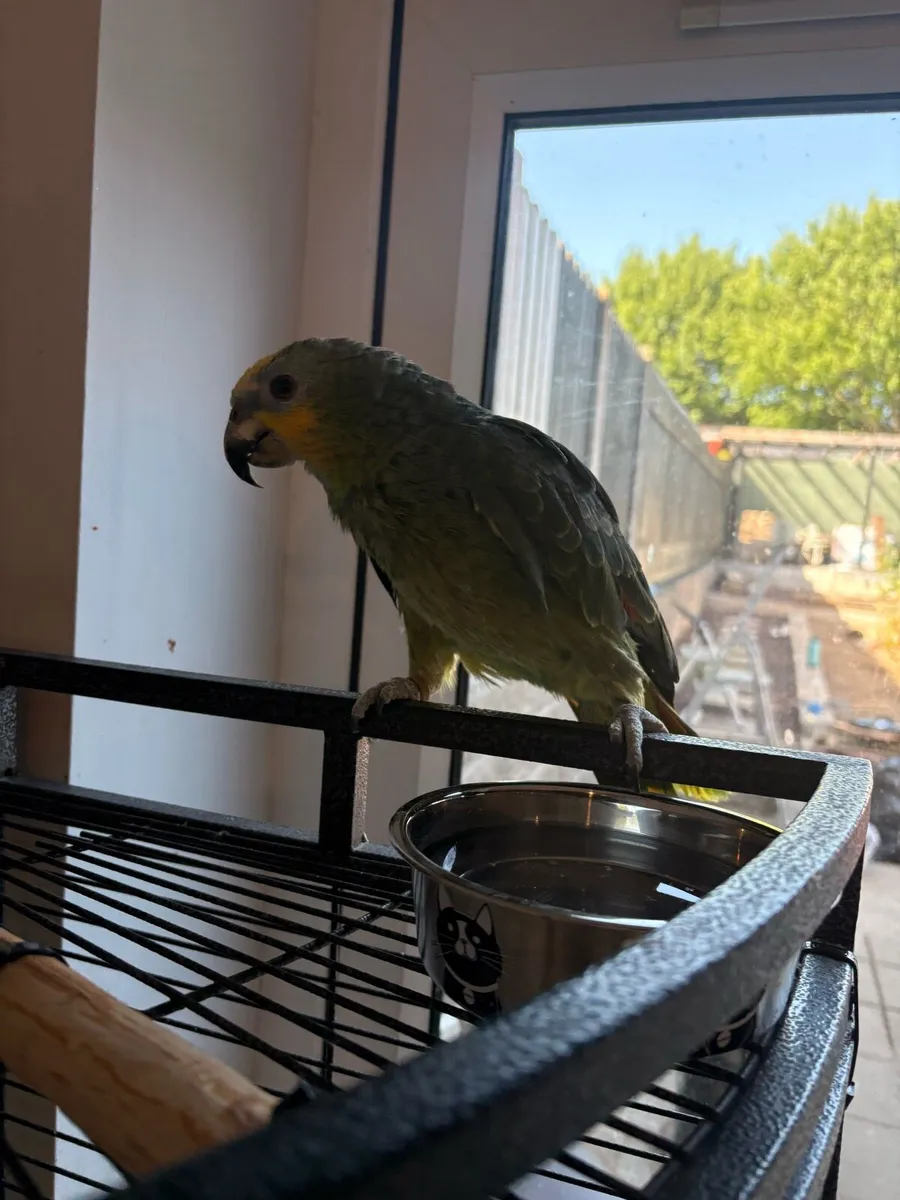 Amazon parrot cage + bird - Image 2