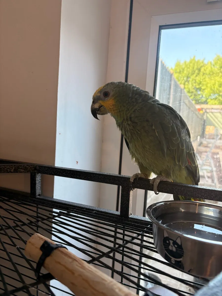 Amazon parrot cage + bird - Image 3