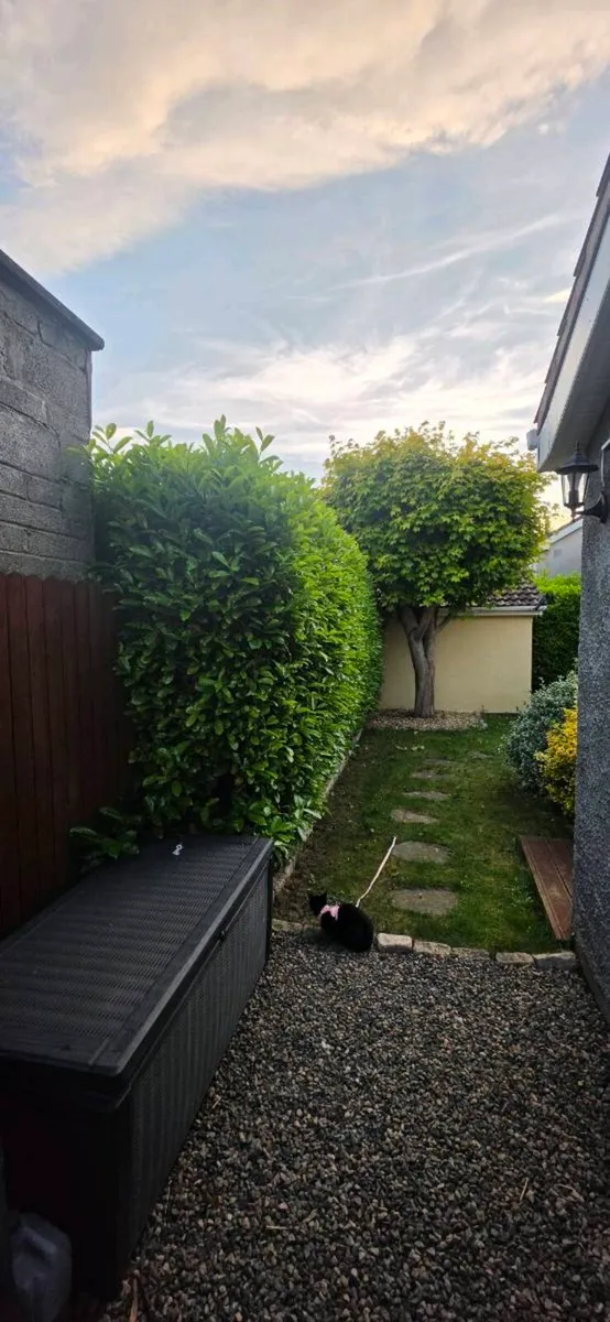 Hedge trim and waste removal - Image 1