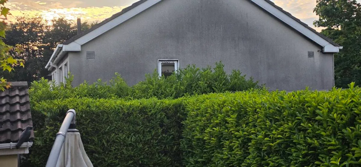 Hedge trim and waste removal - Image 2