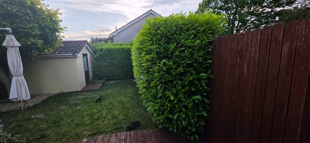Hedge trim and waste removal - Image 3
