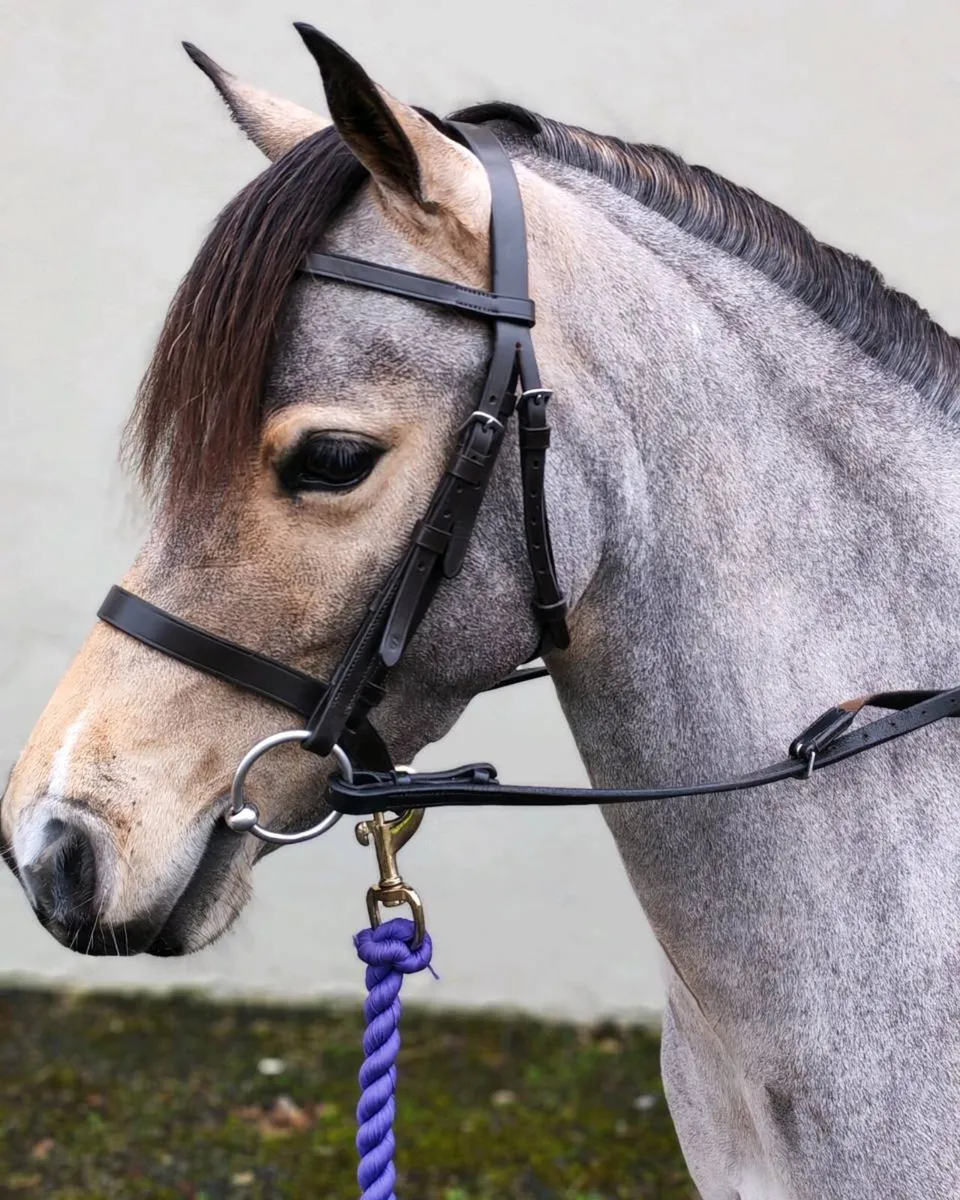Welsh section A Dun filly - Image 2