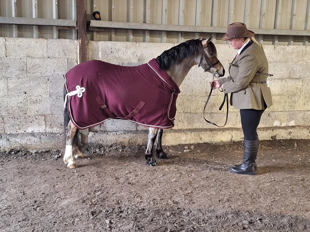 Welsh section A Dun filly - Image 4