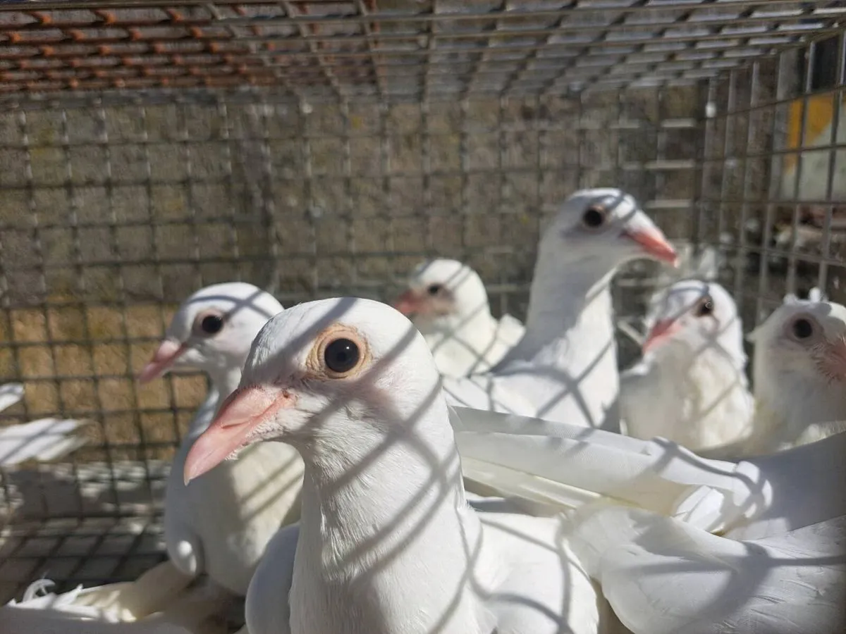 White Logan Pigeons - Image 1