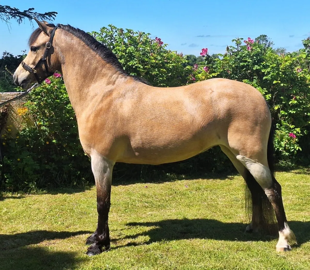 Welsh section A Dun filly - Image 1