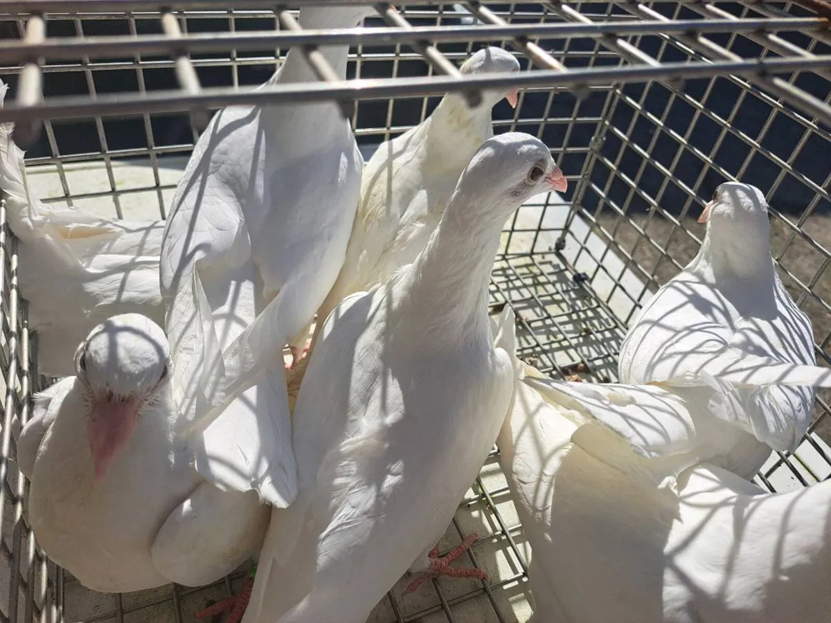 White Logan Pigeons - Image 2