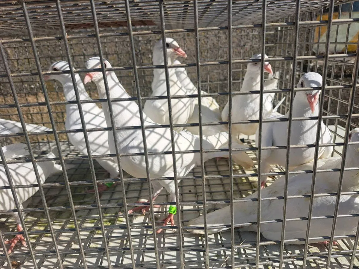White Logan Pigeons - Image 3