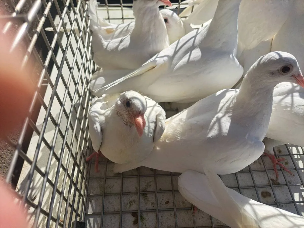 White Logan Pigeons - Image 4