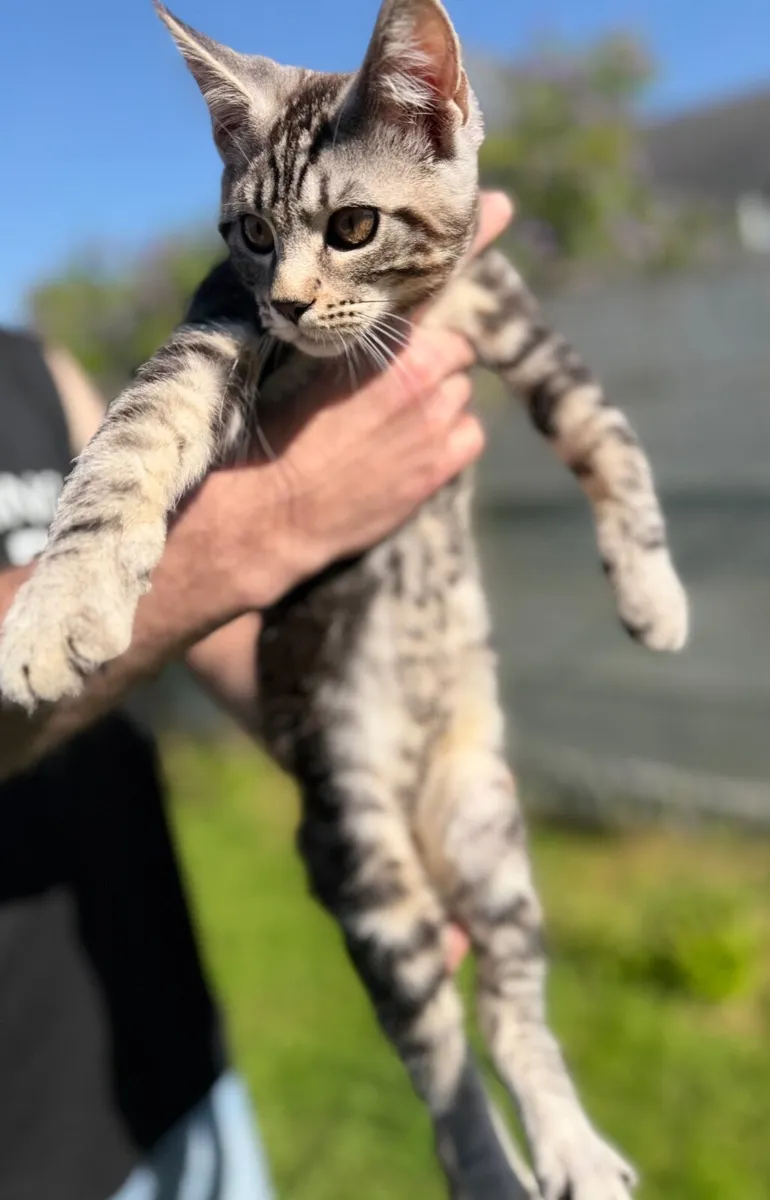 Hybrid bengal male kitten - Image 4