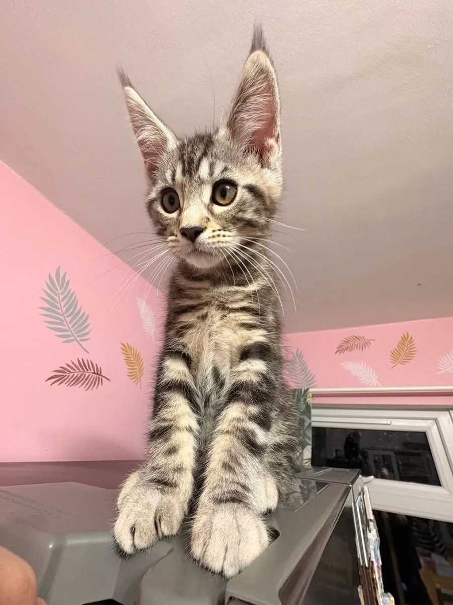 Hybrid bengal male kitten - Image 1