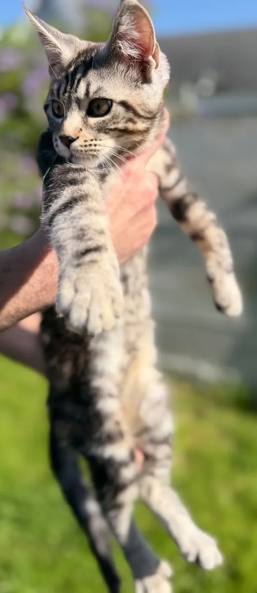 Hybrid bengal male kitten - Image 2