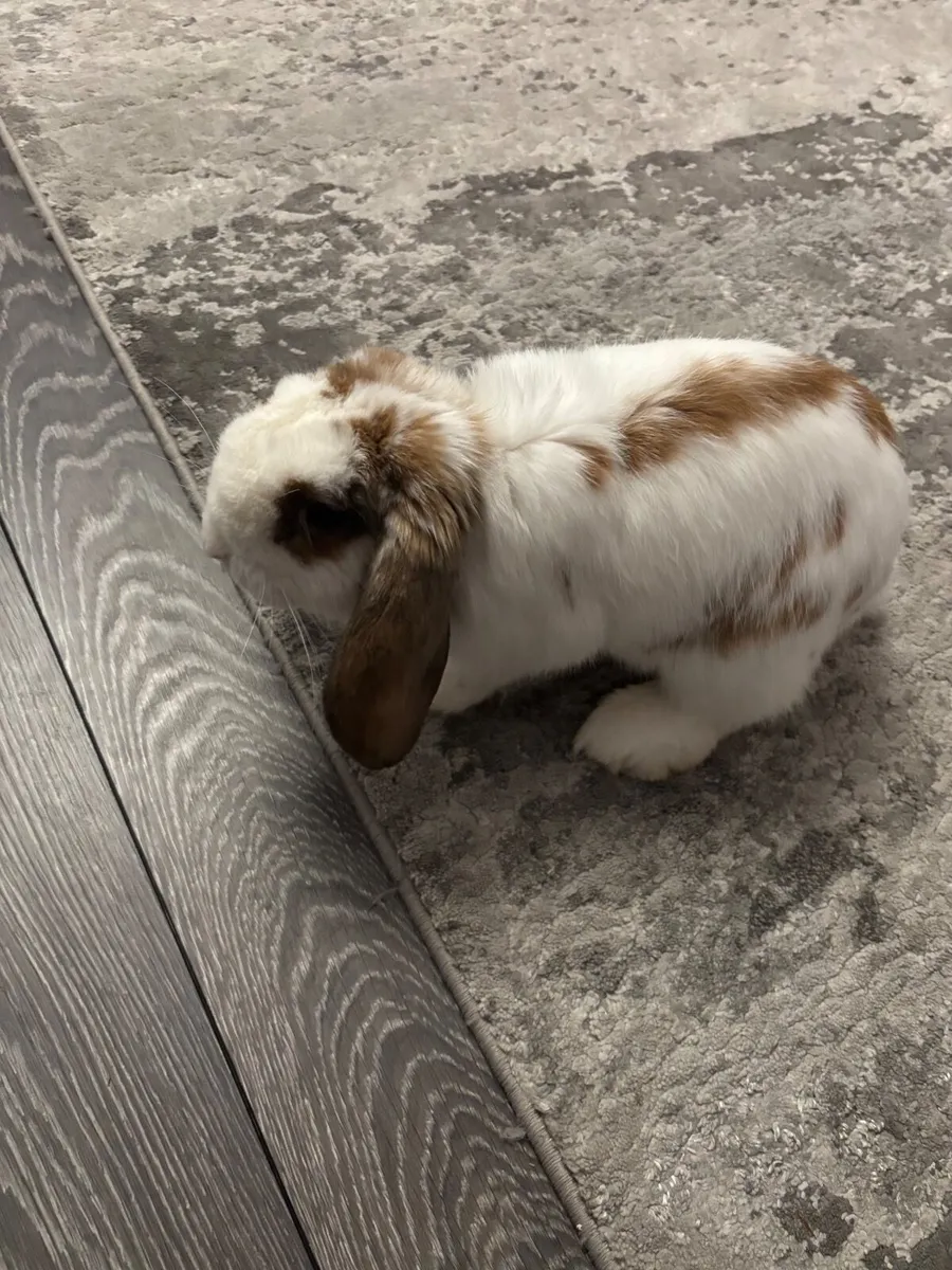 Holland Lop Eared Bunny - Image 3