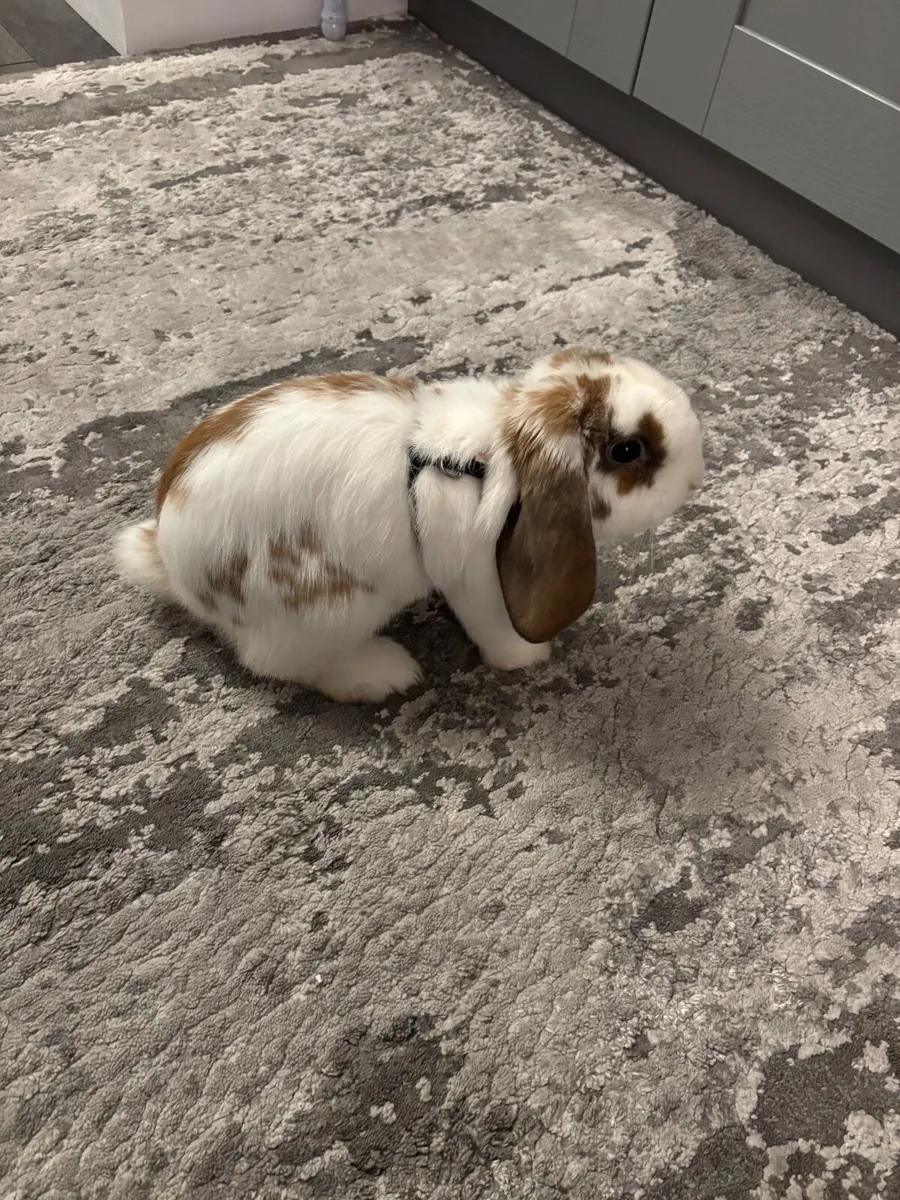 Holland Lop Eared Bunny - Image 4