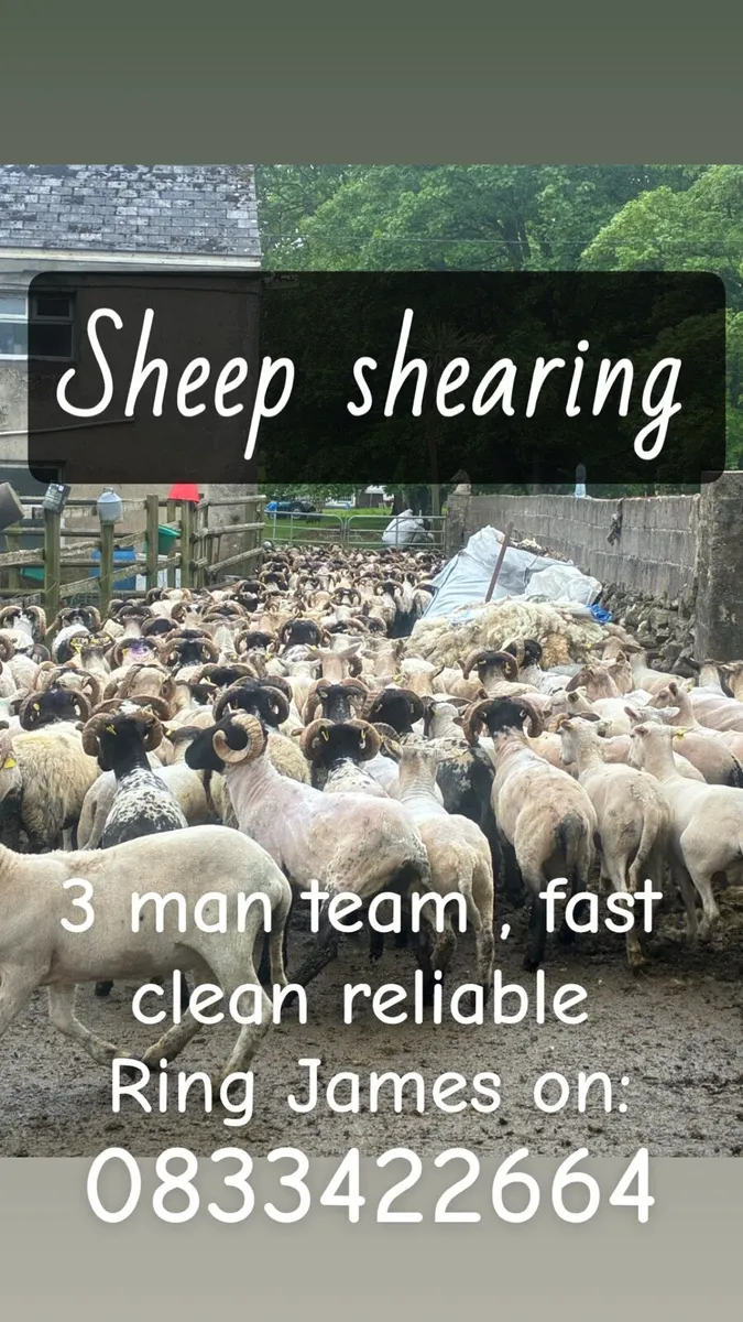 Sheep shearing services - Image 1
