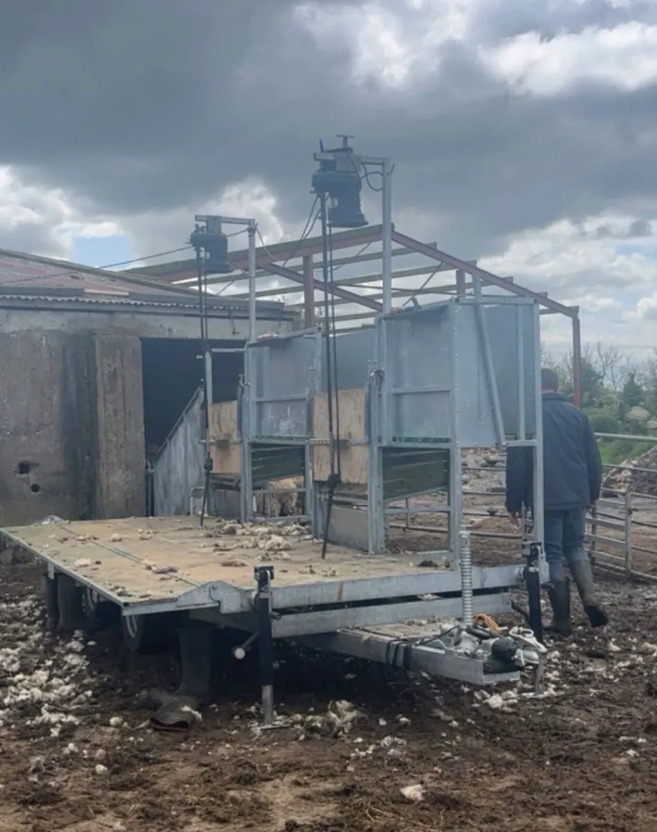 Sheep shearing services - Image 3