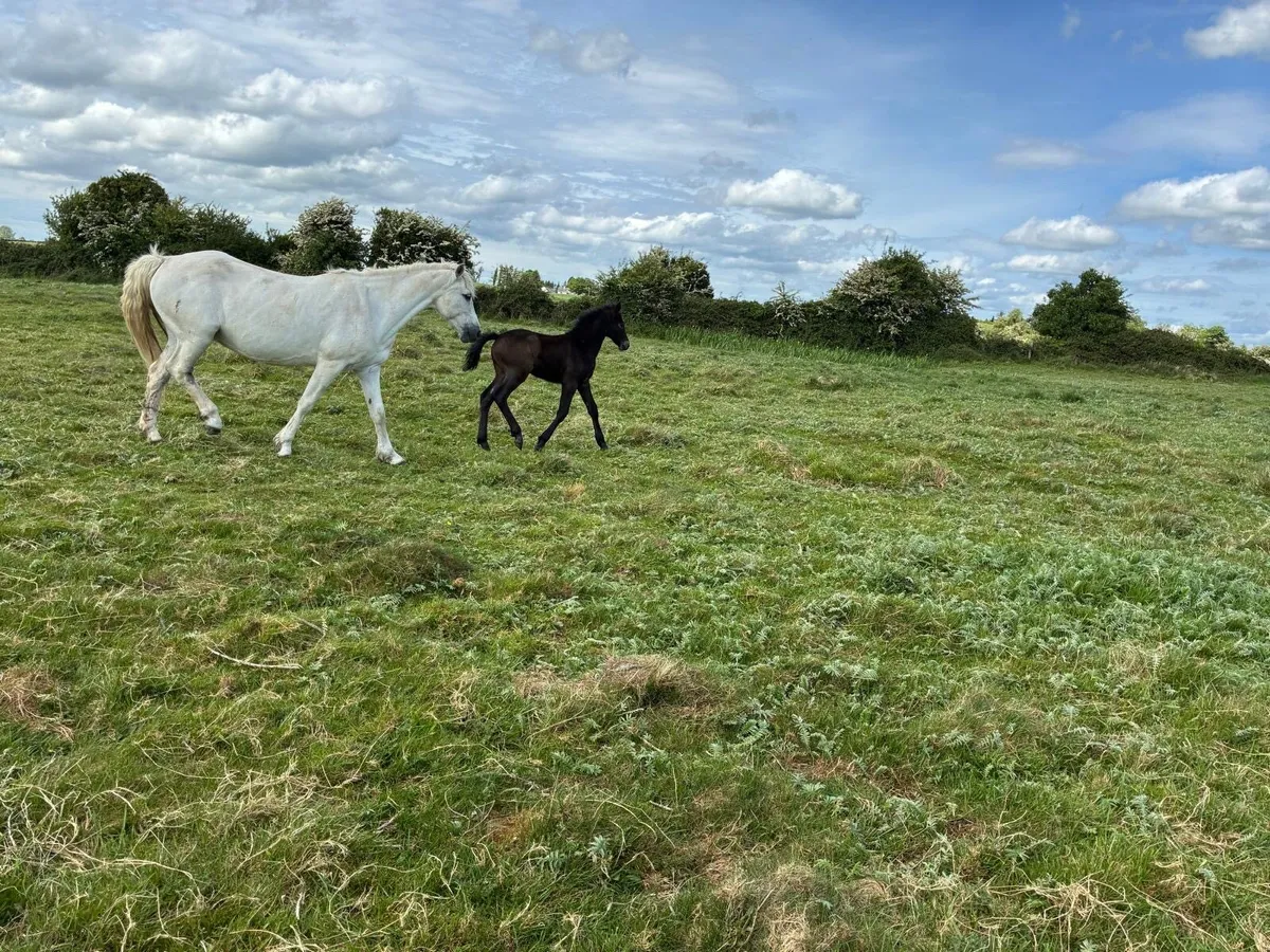 Connemara Mare and Foal - Image 2